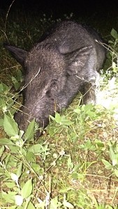 6-16-14 Wyldes Hog Up Close